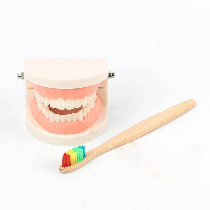 Jeu pour apprendre à se laver les dents, avec un dentier et une brosse à dents multicolore